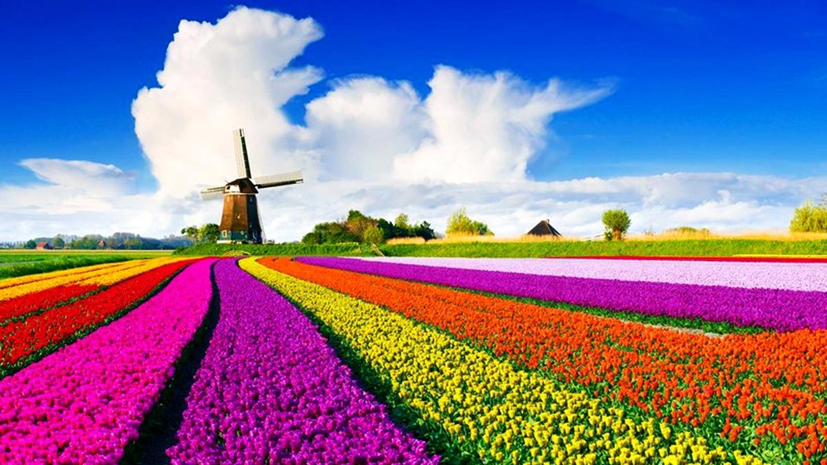 Tulpenblüte - Amsterdam Holland