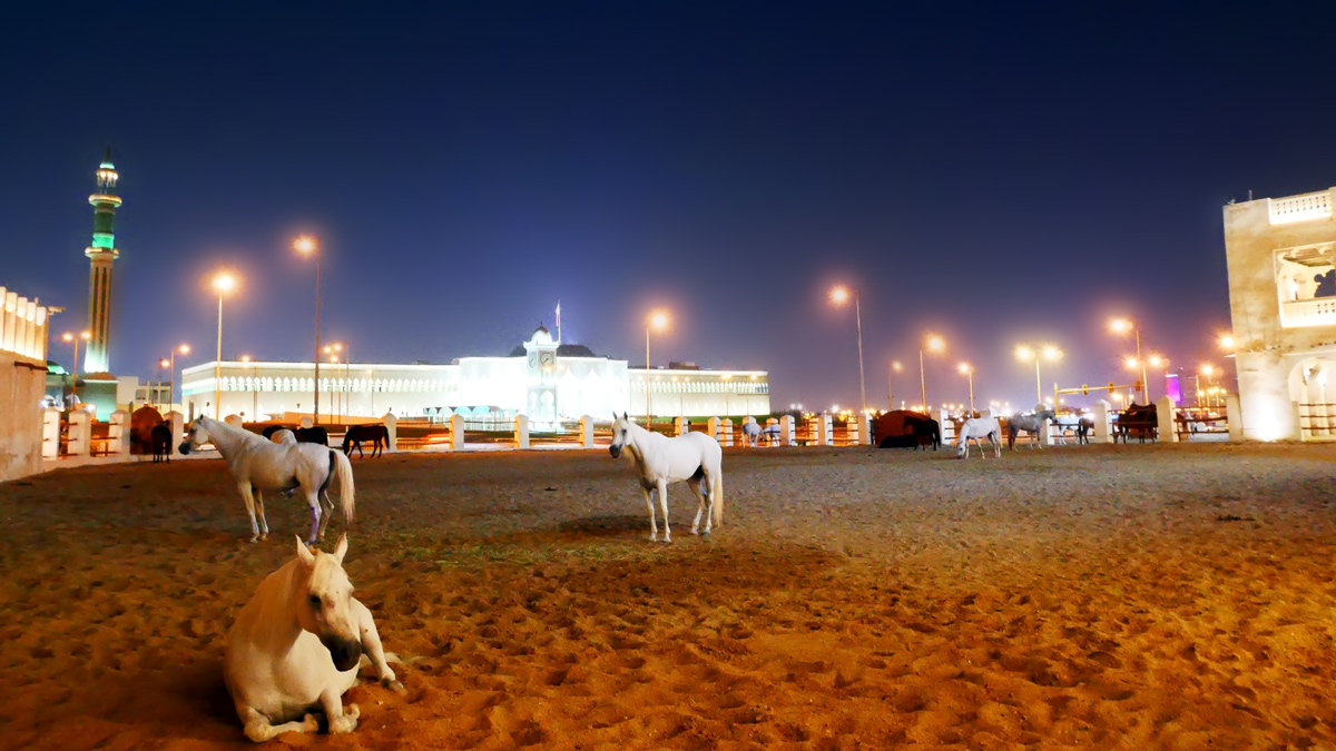 In der Altstadt kann man auch Pferde und Kamele kaufen. Die Stallungen liegen direkt am Souq Waqif. Foto JW