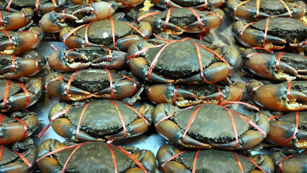 Somboon: Frische Taschenkrebse warten auf ihren „Einsatz“ beim Crab-Curry Foto WR