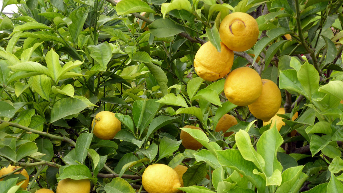Zitronenbäume. Foto IH