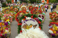 Auf der "Feria de los Flores" präsentieren Blumenzüchter ihre Kunstwerke