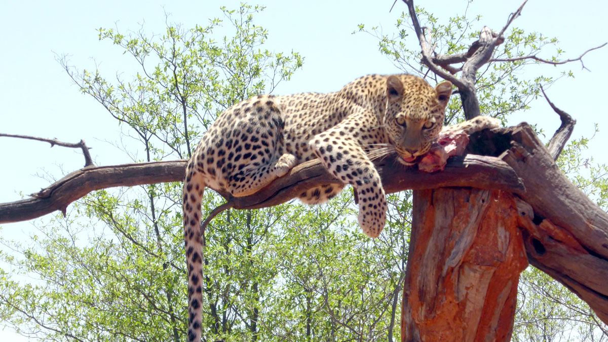 Africat Care Center - Leopard. Foto Inna Hemme