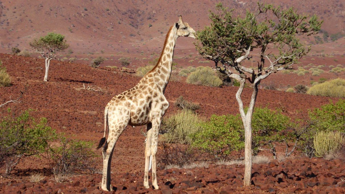 Palmwag Giraffe. Foto Inna Hemme