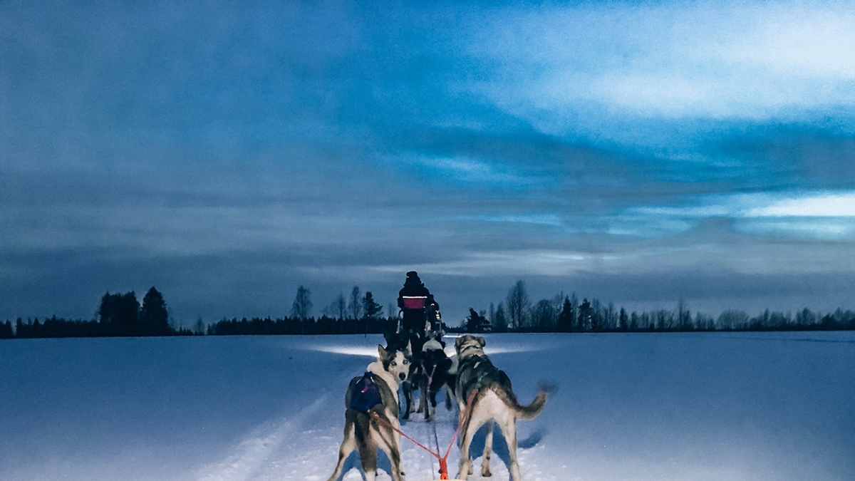 Blick aus dem Huskyschlitten. Foto Inna Hemme