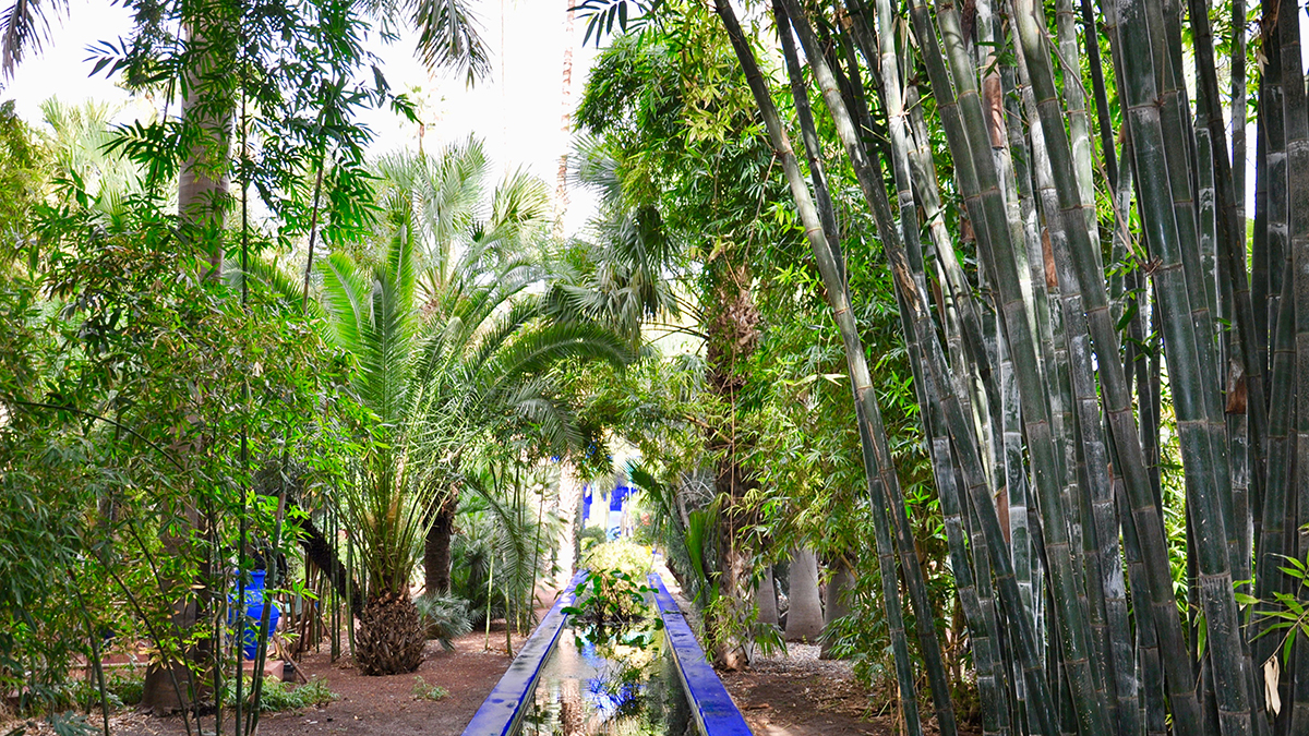 Jardin Majorelle: Ein 4000 Quadratmeter großer Park mit Bambus und Kakteen. Foto WR