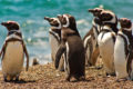 In Punta Tomba, der Stadt der Pinguine. Foto JW