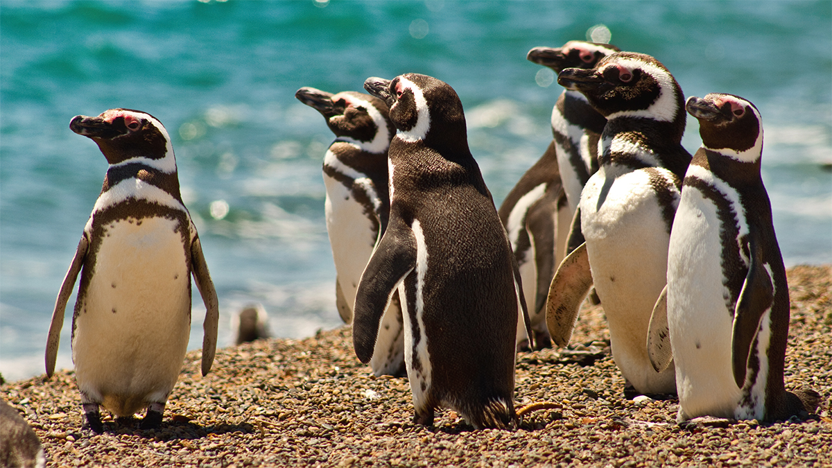 In Punta Tombo, der Stadt der Pinguine. Foto JW