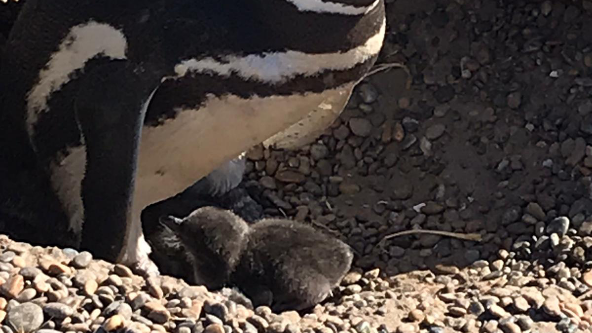In Punta Tomba kommt man den Pinguinen sehr nah. Foto JW