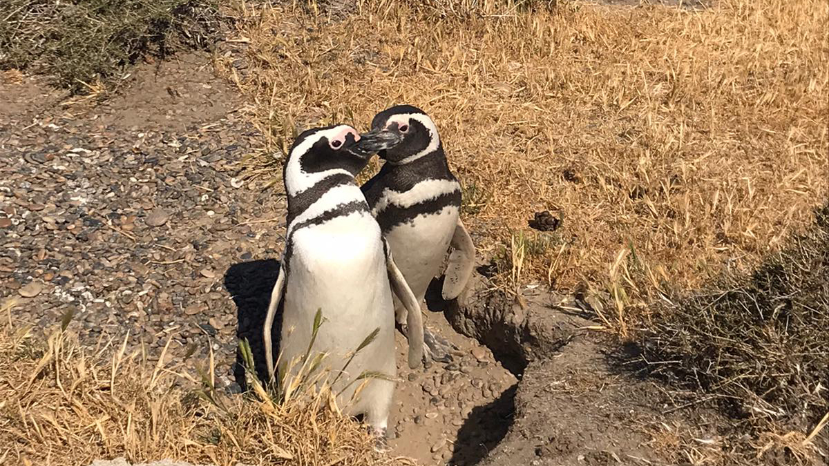 In der patagonischen Stadt der Pinguine. Foto JW