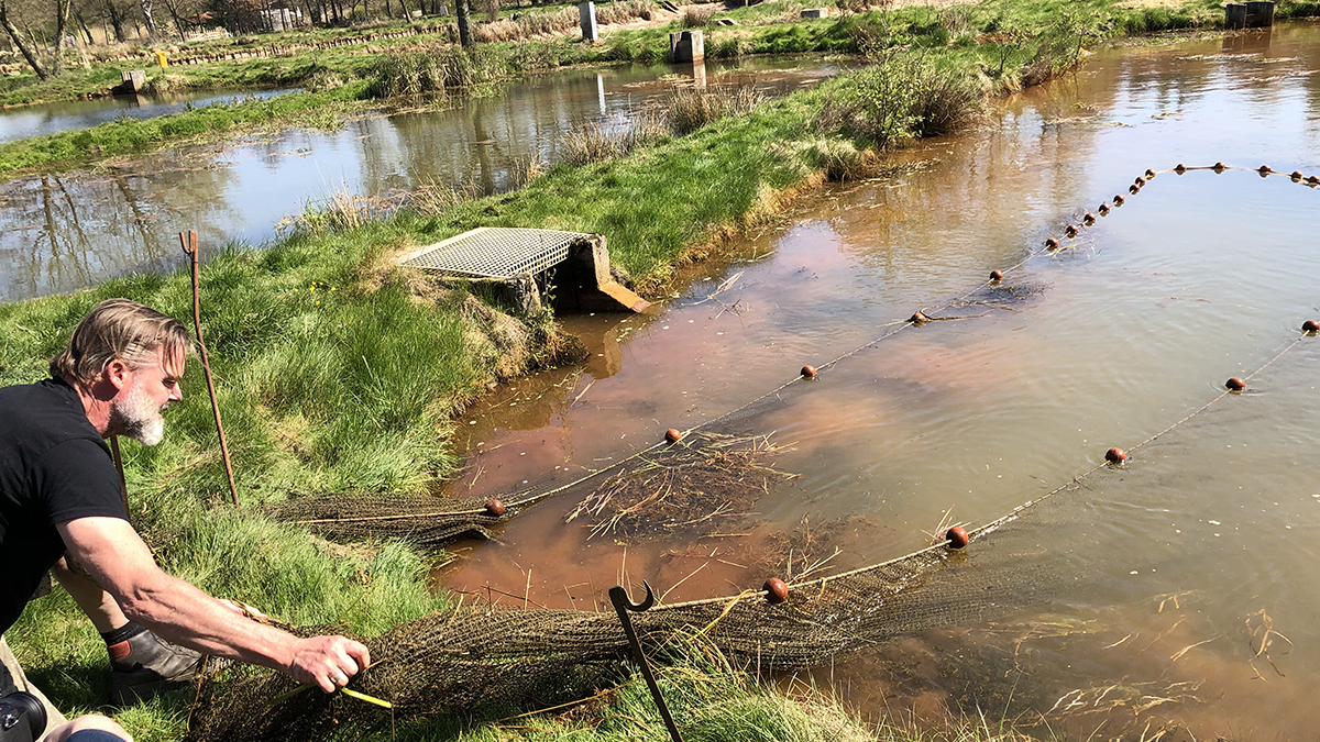 Aus dieser Fischzucht von Matthias Engels bezieht Marco Müller seine Fische. Zwei Teiche stehen ihm hier exklusiv zur Verfügung. Foto Marco Müller