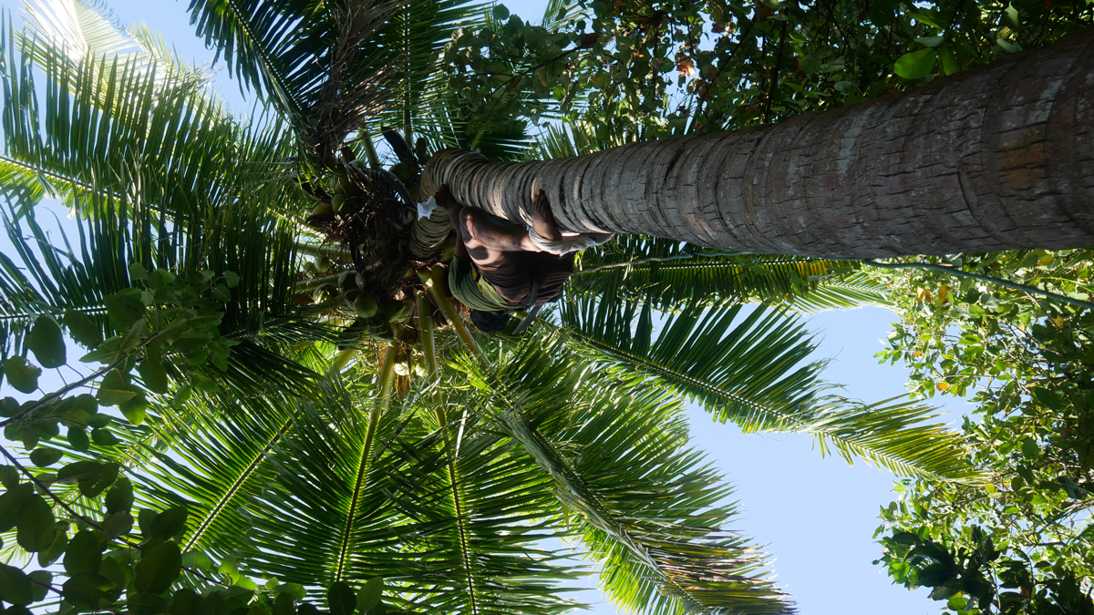 Am frühen Morgen werden frische Kokosnüsse von den Palmen geschlagen. Foto: Jürgen Wenzel