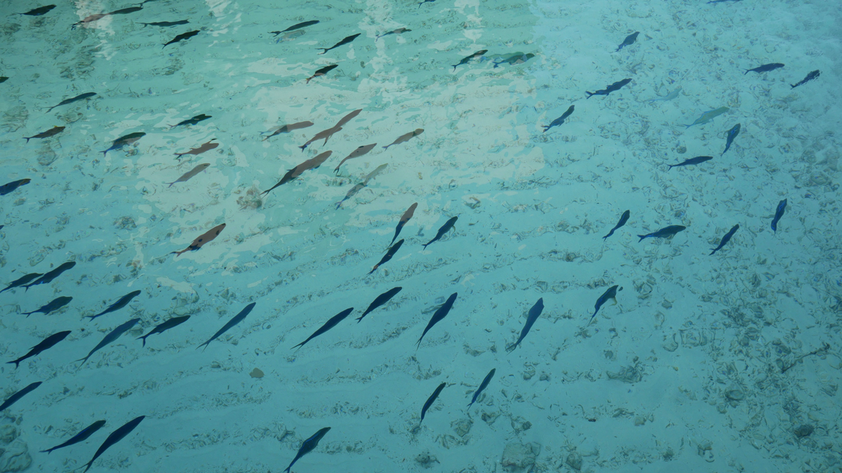 Unter meiner Stelzenvilla im Fairmont regieren Fischgangs. Foto: Jürgen Wenzel